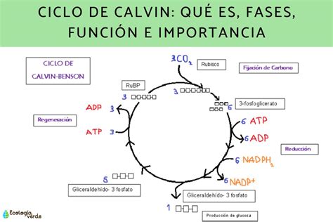 ciclo de calvin - jockstrap calvin klein
